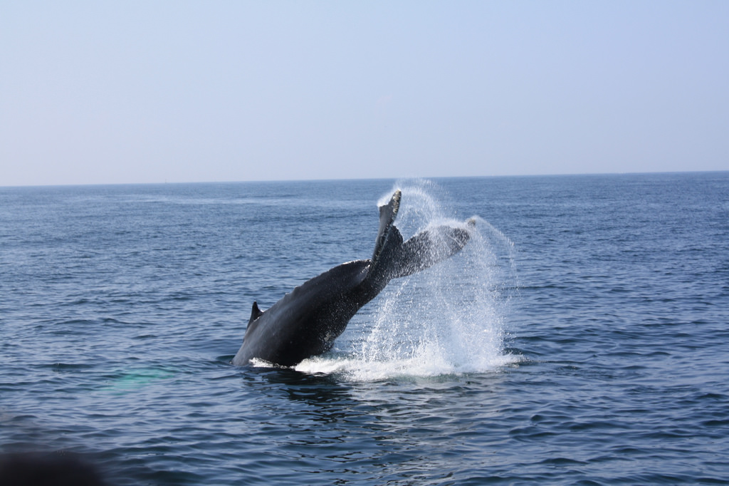 6 tip to enjoy your first whale watching experience - Lives On